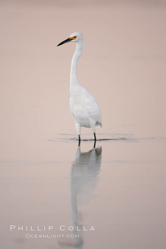 Snowy egret wading, foraging for small fish in shallow water. San Diego Bay National Wildlife Refuge, California, USA, Egretta thula, natural history stock photograph, photo id 17463