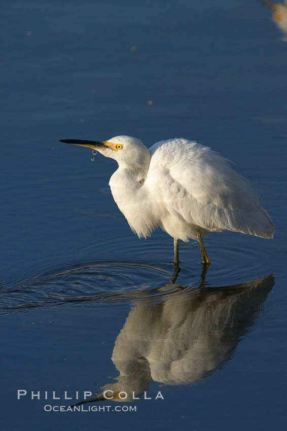 Snowy egret. Upper Newport Bay Ecological Reserve, Newport Beach, California, USA, Egretta thula, natural history stock photograph, photo id 15669