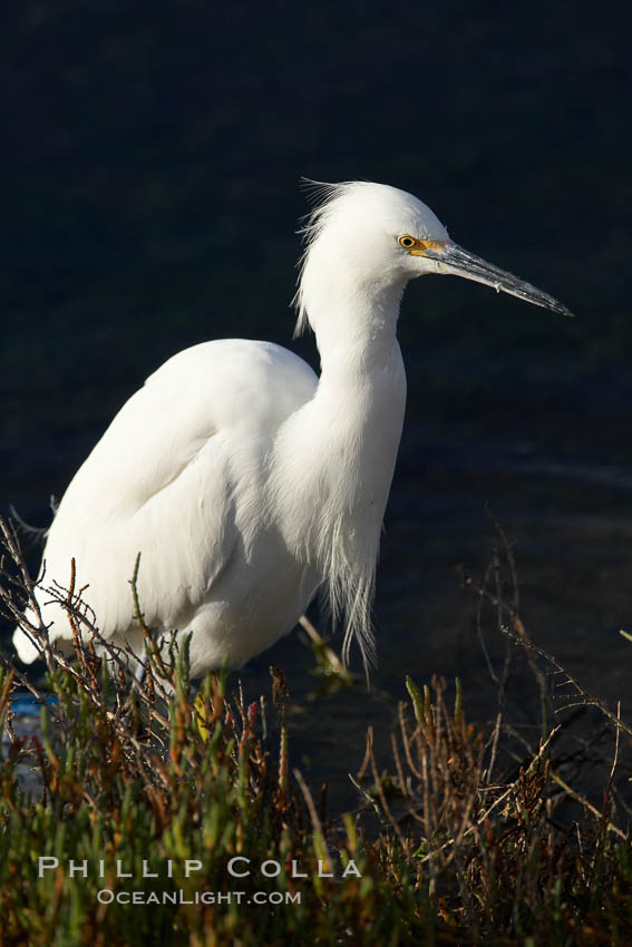 Snowy egret. Bolsa Chica State Ecological Reserve, Huntington Beach, California, USA, Egretta thula, natural history stock photograph, photo id 19905