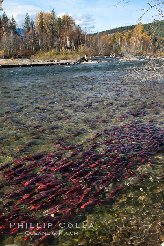 Sockeye salmon, swim upstream in the Adams River, traveling to reach the place where they hatched four years earlier in order to spawn a new generation of salmon eggs. Roderick Haig-Brown Provincial Park, British Columbia, Canada, Oncorhynchus nerka, natural history stock photograph, photo id 26172