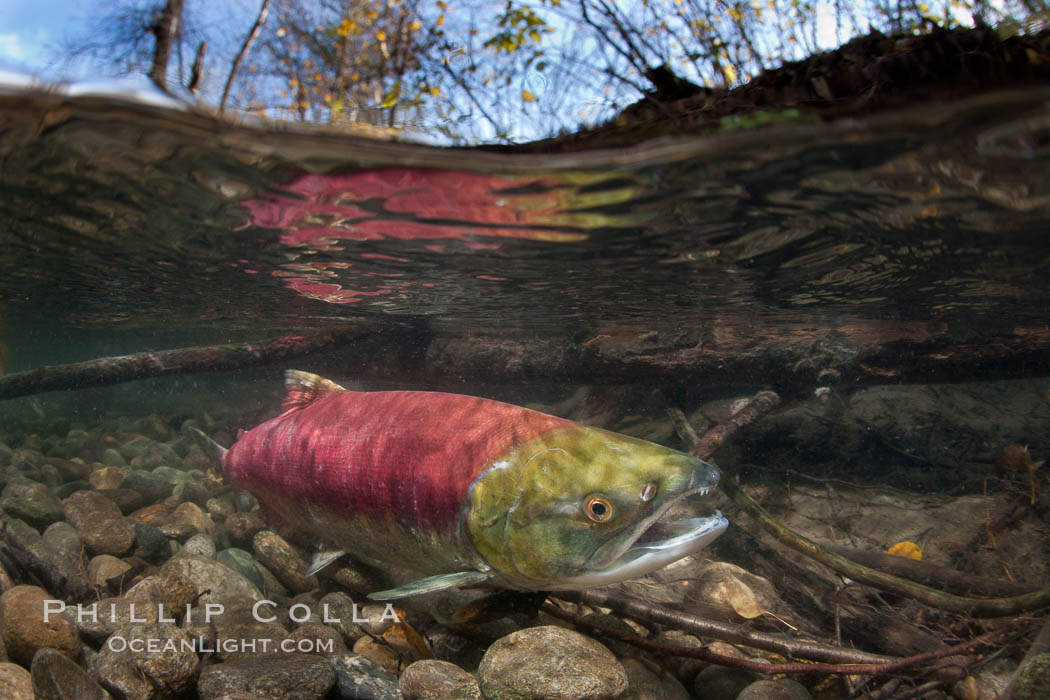 A sockeye salmon swims in the shallows of the Adams River, with the surrounding forest visible in this split-level over-under photograph. Roderick Haig-Brown Provincial Park, British Columbia, Canada, Oncorhynchus nerka, natural history stock photograph, photo id 26158