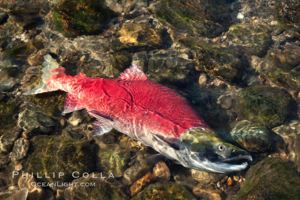 A sockeye salmon, a male sockeye dying on the edge of the Adams River, has completed its journey of hundreds of miles upstream inthe Fraser and Adams Rivers just to reach this spot, so that it can fertilize a females nest of eggs before dying. Roderick Haig-Brown Provincial Park, British Columbia, Canada, Oncorhynchus nerka, natural history stock photograph, photo id 26182