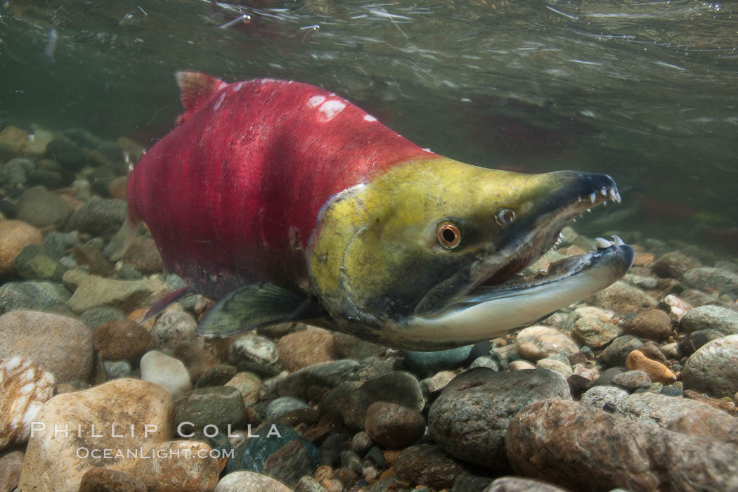 A male sockeye salmon, showing injuries sustained as it migrated hundreds of miles from the ocean up the Fraser River, swims upstream in the Adams River to reach the place where it will fertilize eggs laid by a female in the rocks.  It will die so after spawning. Roderick Haig-Brown Provincial Park, British Columbia, Canada, Oncorhynchus nerka, natural history stock photograph, photo id 26171