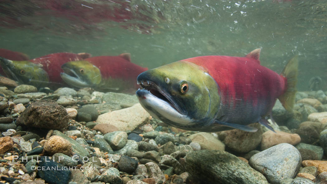 Adams River sockeye salmon.  A female sockeye salmon swims upstream in the Adams River to spawn, having traveled hundreds of miles upstream from the ocean. Roderick Haig-Brown Provincial Park, British Columbia, Canada, Oncorhynchus nerka, natural history stock photograph, photo id 26160