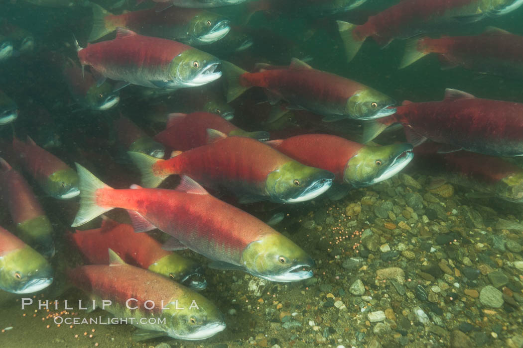 A school of sockeye salmon, swimming up the Adams River to spawn, where they will lay eggs and die. Roderick Haig-Brown Provincial Park, British Columbia, Canada, Oncorhynchus nerka, natural history stock photograph, photo id 26164