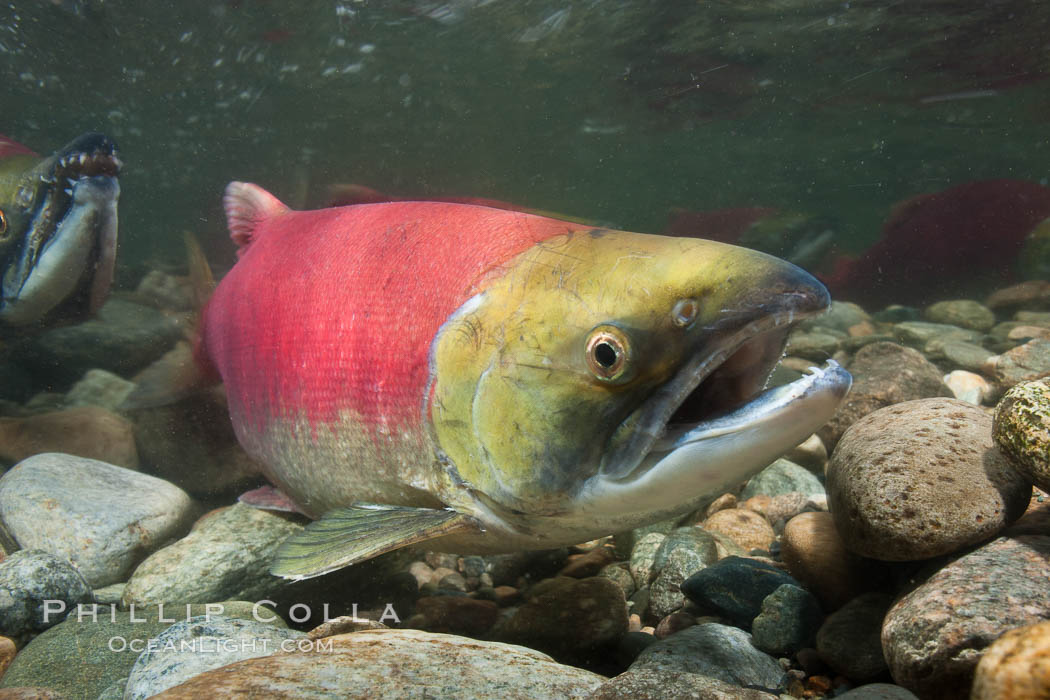 Adams River sockeye salmon.  A female sockeye salmon swims upstream in the Adams River to spawn, having traveled hundreds of miles upstream from the ocean. Roderick Haig-Brown Provincial Park, British Columbia, Canada, Oncorhynchus nerka, natural history stock photograph, photo id 26159