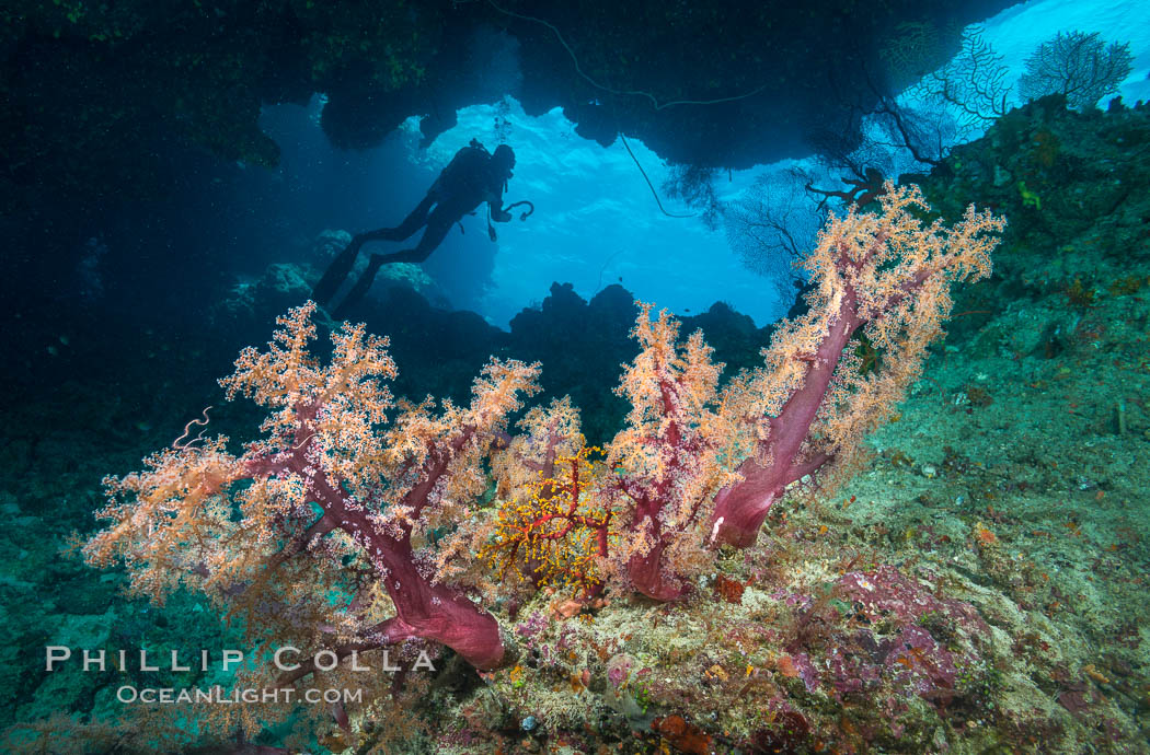 Soft Corals and Diver in Cavern, Fiji. Vatu I Ra Passage, Bligh Waters, Viti Levu  Island, Dendronephthya, natural history stock photograph, photo id 31372