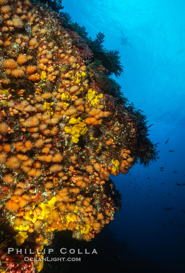 Soft coral encrustation on rocky substrate., natural history stock photograph, photo id 01250