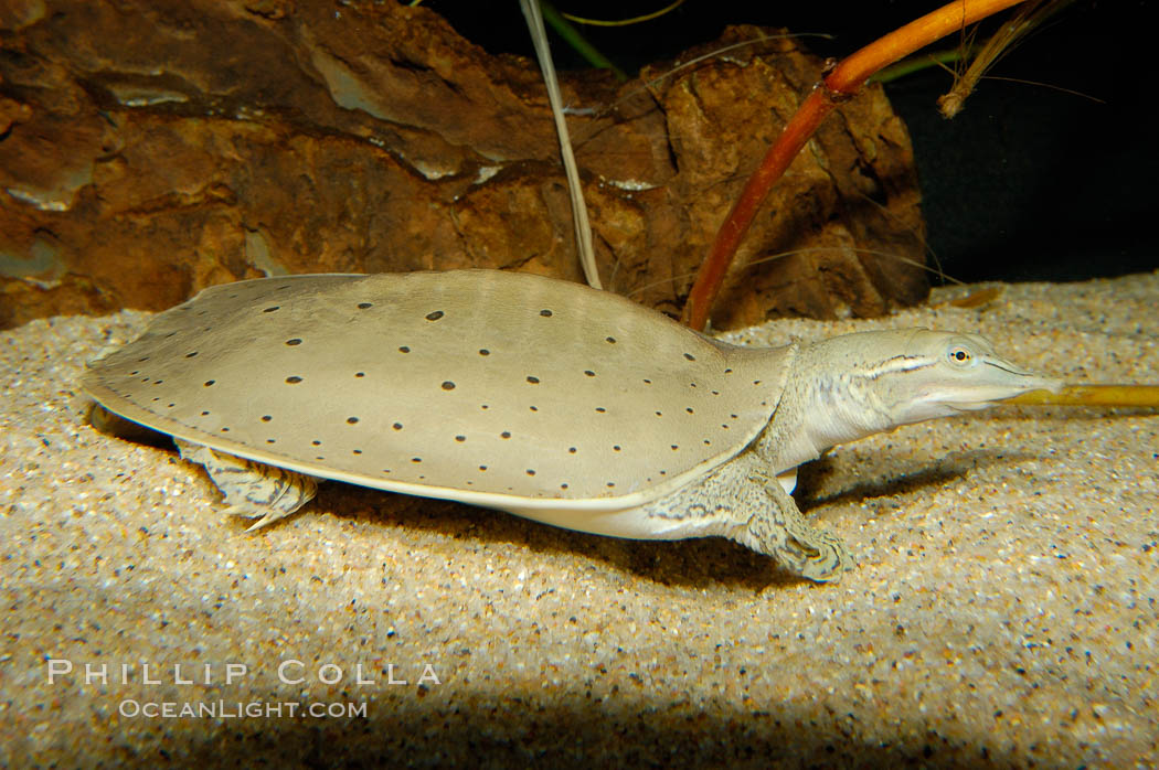 Softshell turtle., Apalone spinifera, natural history stock photograph, photo id 09809