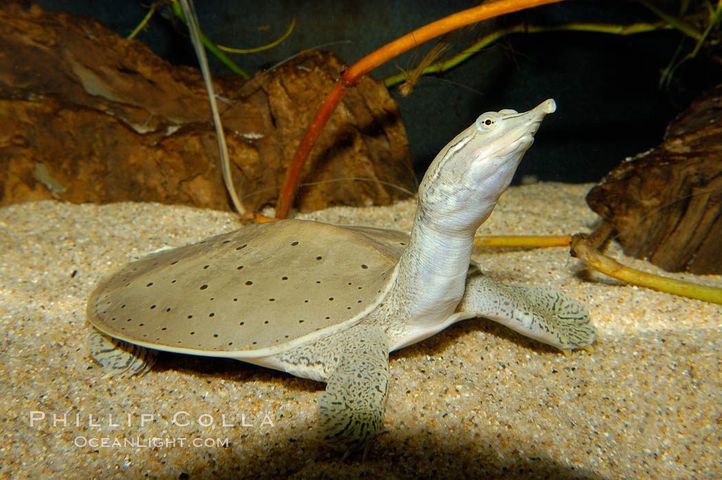 Softshell turtle., Apalone spinifera, natural history stock photograph, photo id 09805