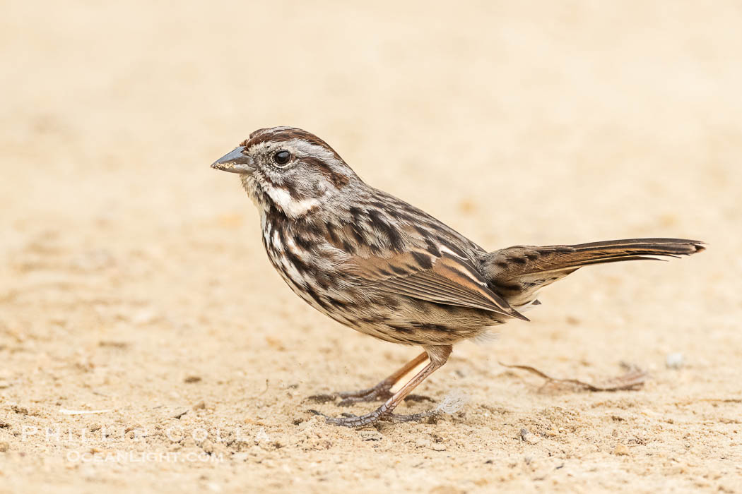 Song Sparrow on Coast Walk in La Jolla., Melospiza melodia, natural history stock photograph, photo id 40254