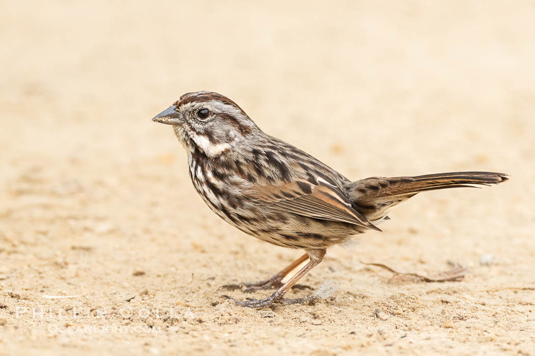 Song Sparrow on Coast Walk in La Jolla. California, USA, Melospiza melodia, natural history stock photograph, photo id 40254