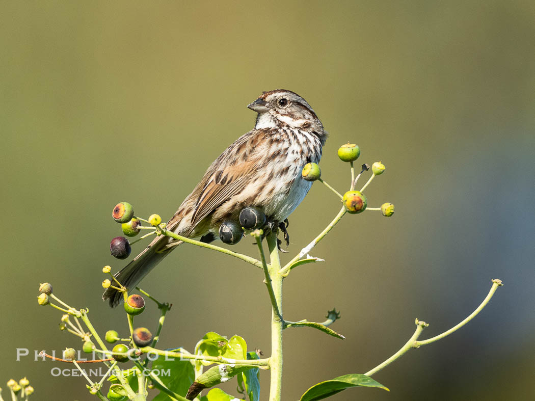 Song Sparrow, Melospiza melodia, Perched Among Berries, La Jolla., Melospiza melodia, natural history stock photograph, photo id 40480