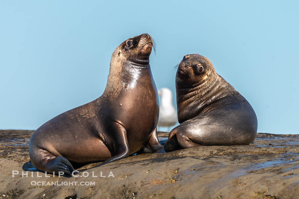 South American sea lions hauled out on rocks to rest and warm in the sun, Otaria flavescens, Patagonia, Argentina. Puerto Piramides, Chubut, Otaria flavescens, natural history stock photograph, photo id 38364