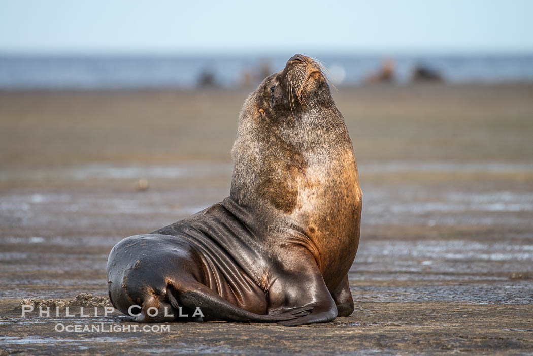Mature adult male South American sea lion, Otaria flavescens, Patagonia, Argentina. Puerto Piramides, Chubut, Otaria flavescens, natural history stock photograph, photo id 38396