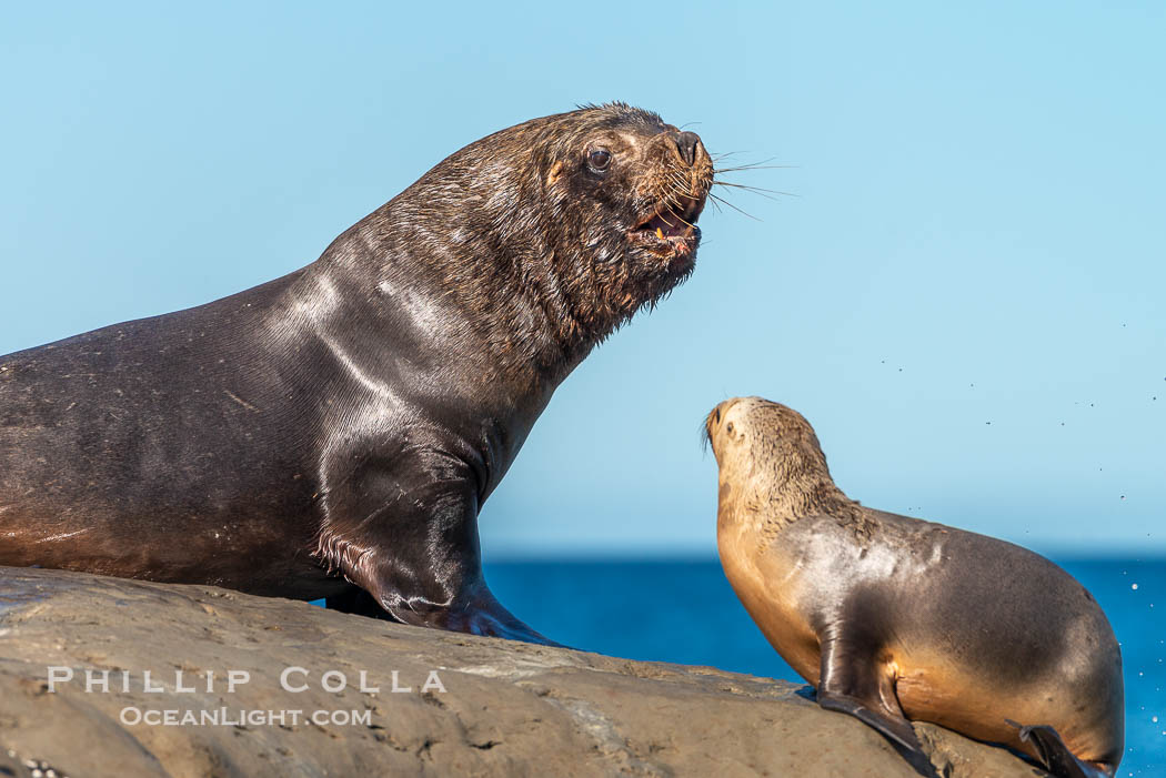 Mature adult male South American sea lion and juvenile, hauled out on rocks to rest and warm in the sun, Otaria flavescens, Patagonia, Argentina. Puerto Piramides, Chubut, Otaria flavescens, natural history stock photograph, photo id 38363