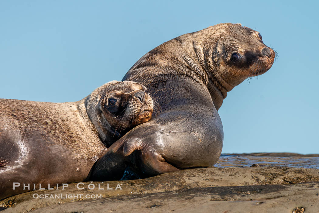 South American sea lions hauled out on rocks to rest and warm in the sun, Otaria flavescens, Patagonia, Argentina. Puerto Piramides, Chubut, Otaria flavescens, natural history stock photograph, photo id 38365