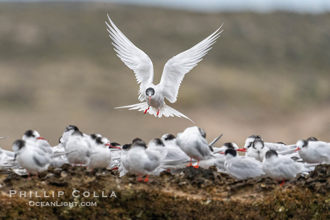 South American Tern in flight, Sterna hirundinacea, Golfo Nuevo, Peninsula Valdes, Chubut, Argentina. By permission of the Government of Argentina, Chubut, permit # 51 / 2025-SsCyA., Sterna hirundinacea, natural history stock photograph, photo id 41327