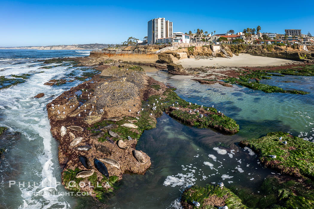 South Casa and Childrens Pool Reef Exposed at Extreme Low King Tide, La Jolla, California. Aerial panoramic photograph., natural history stock photograph, photo id 40713