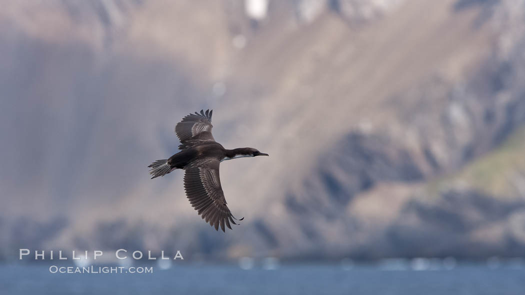 South Georgia shag, or Imperial shag, a type of cormorant, in flight alongside South Georgia Island., Leucocarbo atriceps georgianus, Phalacrocorax atriceps georgianus, natural history stock photograph, photo id 24341