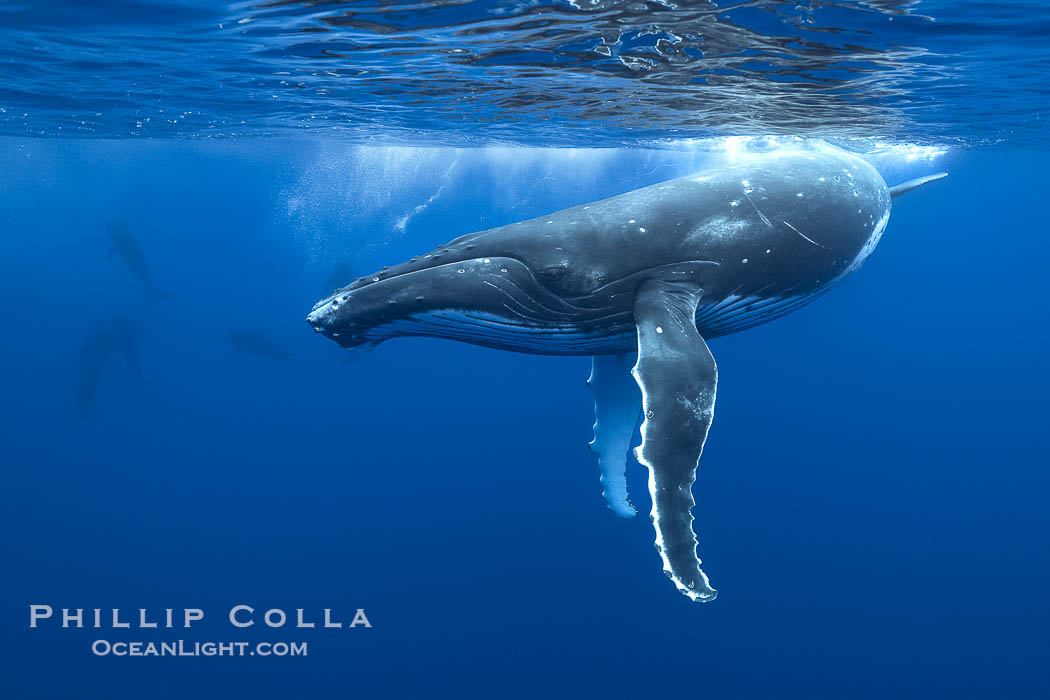 South Pacific Humpback Whale Underwater, Moorea, French Polynesia., Megaptera novaeangliae, natural history stock photograph, photo id 40657