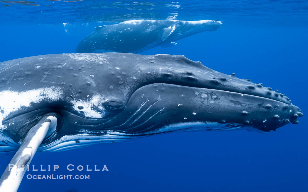South Pacific Humpback Whales Underwater, Moorea, French Polynesia., Megaptera novaeangliae, natural history stock photograph, photo id 40656