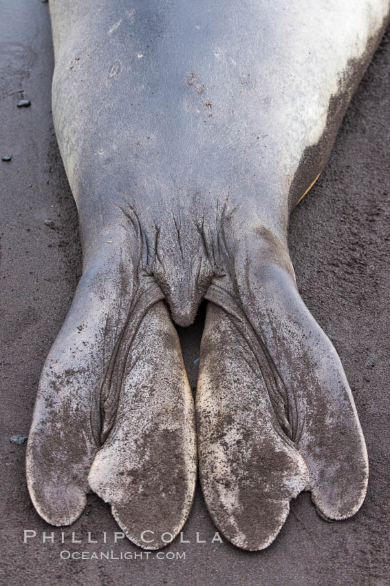 Southern elephant seal, hind flipper detail, Mirounga leonina, Livingston Island