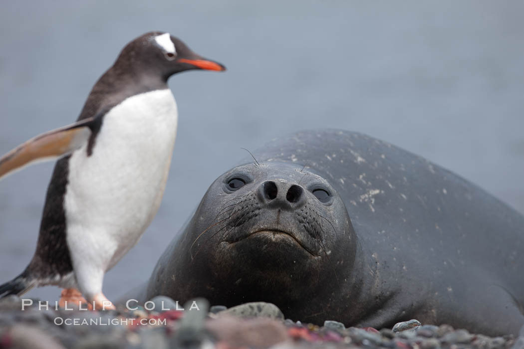 Southern elephant seal watches gentoo penguin, Mirounga leonina, Pygoscelis papua, Livingston Island