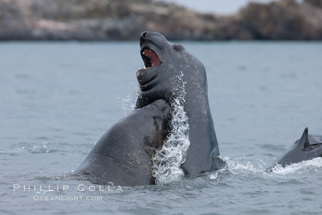 Southern elephant seal, juveniles mock sparring. Livingston Island, Antarctic Peninsula, Antarctica, Mirounga leonina, natural history stock photograph, photo id 25913