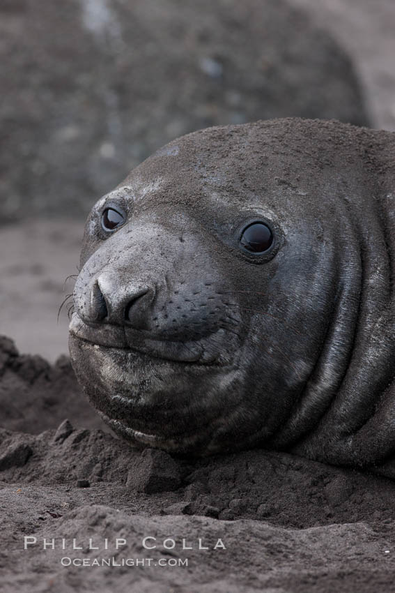 Southern elephant seal. Livingston Island, Antarctic Peninsula, Antarctica, Mirounga leonina, natural history stock photograph, photo id 25938