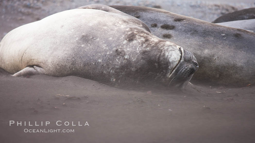 Southern elephant seals, laying on sandy beach amidst a sandstorm. Livingston Island, Antarctic Peninsula, Antarctica, Mirounga leonina, natural history stock photograph, photo id 25931