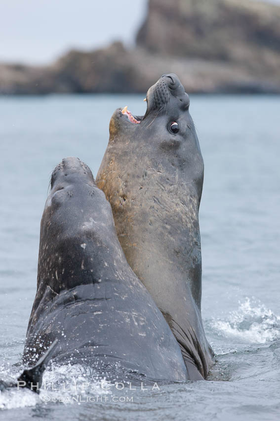 Southern elephant seal, juveniles mock sparring. Livingston Island, Antarctic Peninsula, Antarctica, Mirounga leonina, natural history stock photograph, photo id 25945