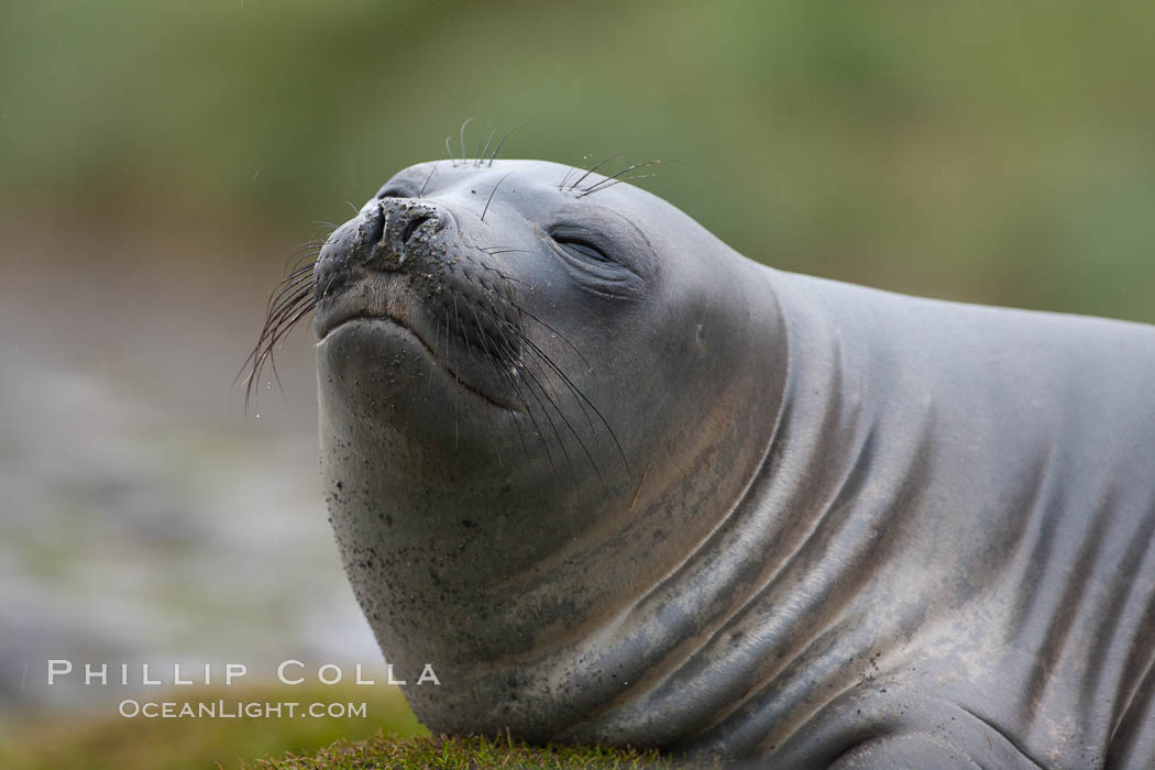 Southern elephant seal, juvenile. Fortuna Bay, South Georgia Island, Mirounga leonina, natural history stock photograph, photo id 24666