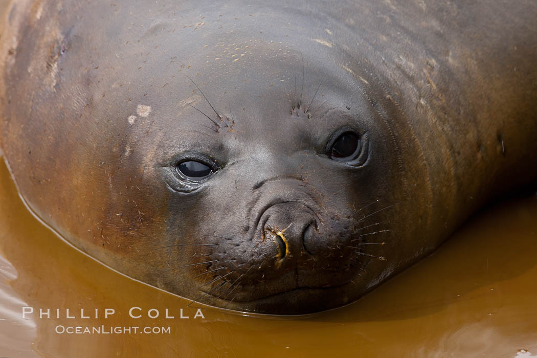 Southern elephant seal, juvenile.  The southern elephant seal is the largest pinniped, and the largest member of order Carnivora, ever to have existed.  It gets its name from the large proboscis (nose) it has when it has grown to adulthood. Hercules Bay, South Georgia Island, Mirounga leonina, natural history stock photograph, photo id 24420