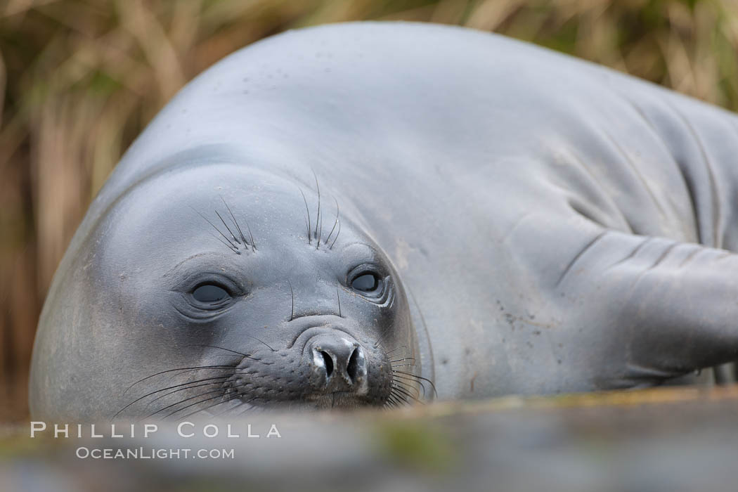 Southern elephant seal, juvenile.  The southern elephant seal is the largest pinniped, and the largest member of order Carnivora, ever to have existed.  It gets its name from the large proboscis (nose) it has when it has grown to adulthood. Fortuna Bay, South Georgia Island, Mirounga leonina, natural history stock photograph, photo id 24603