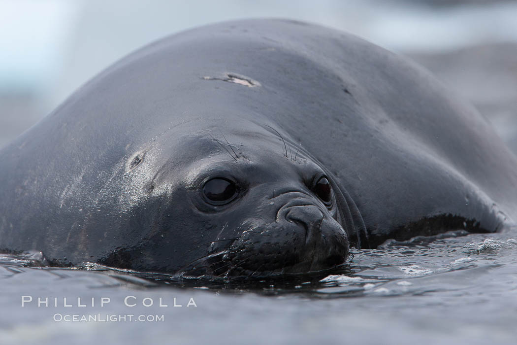 Southern elephant seal, juvenile. The southern elephant seal is the largest pinniped, and the largest member of order Carnivora, ever to have existed. It gets its name from the large proboscis (nose) it has when it has grown to adulthood. Shingle Cove, Coronation Island, South Orkney Islands, Southern Ocean, Mirounga leonina, natural history stock photograph, photo id 25029