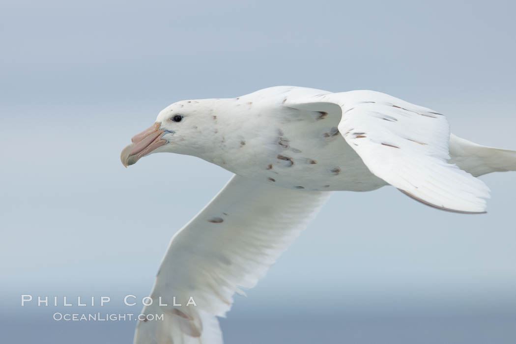 White nellie, the white morph of the southern giant petrel.  Southern giant petrel in flight. Falkland Islands, United Kingdom, Macronectes giganteus, natural history stock photograph, photo id 23678