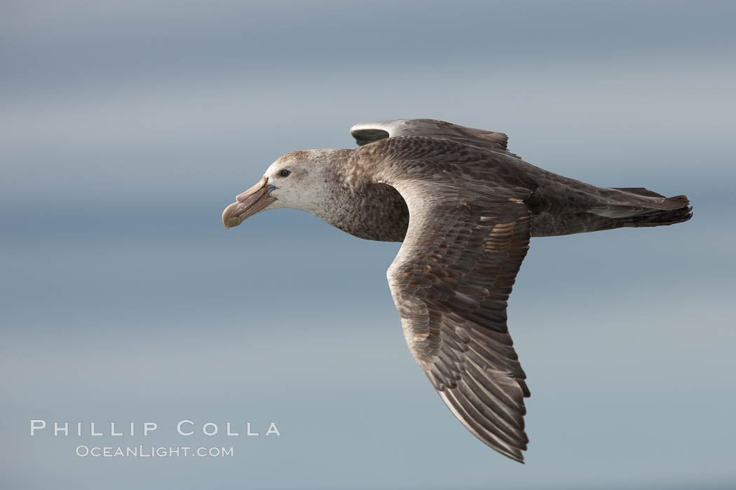 Southern giant petrel in flight.  The distinctive tube nose (naricorn), characteristic of species in the Procellariidae family (tube-snouts), is easily seen, Macronectes giganteus