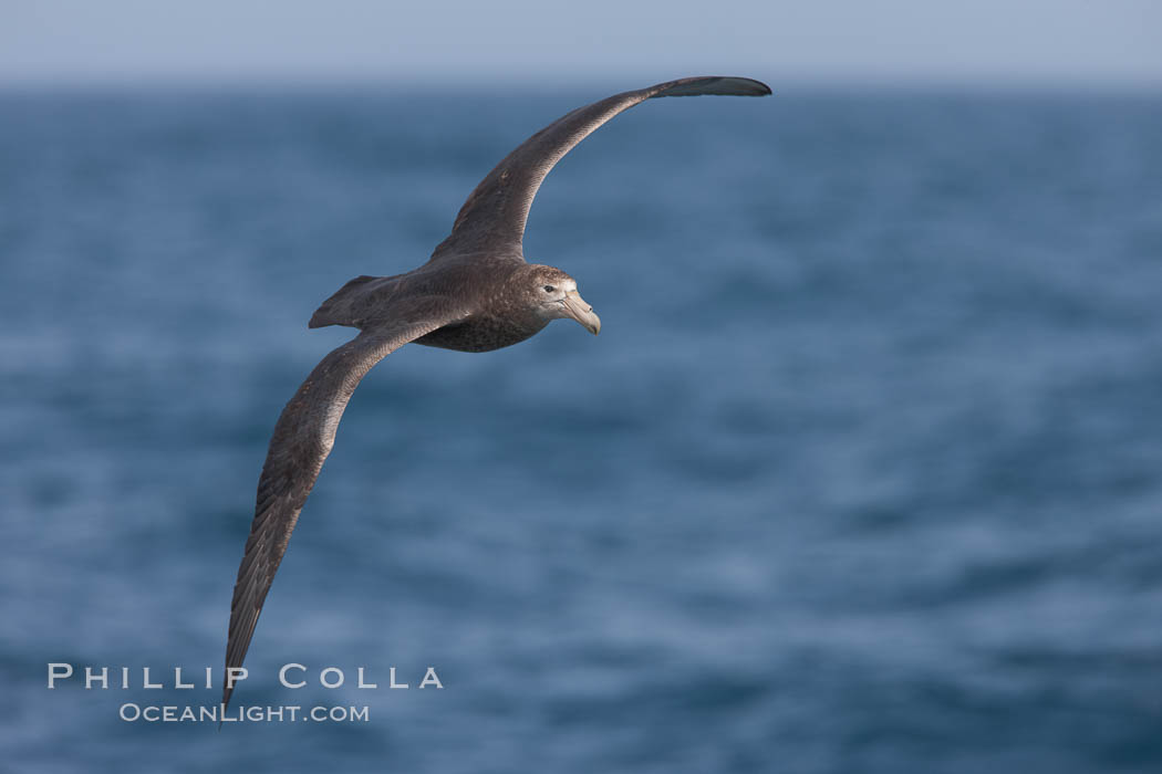 Southern giant petrel in flight, soaring over the open ocean.  This large seabird has a wingspan up to 80" from wing-tip to wing-tip. Falkland Islands, United Kingdom, Macronectes giganteus, natural history stock photograph, photo id 23694