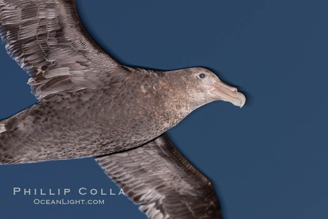 Southern giant petrel in flight at dusk, after sunset, as it soars over the open ocean in search of food. Falkland Islands, United Kingdom, Macronectes giganteus, natural history stock photograph, photo id 23702