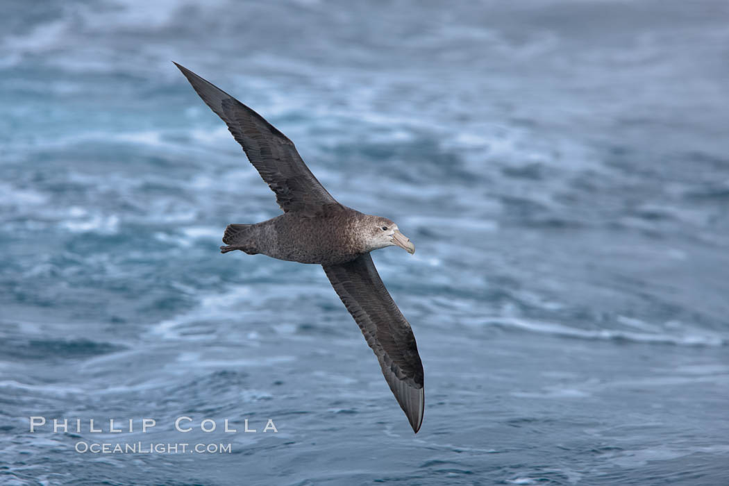 Southern giant petrel in flight, soaring over the open ocean.  This large seabird has a wingspan up to 80" from wing-tip to wing-tip. Falkland Islands, United Kingdom, Macronectes giganteus, natural history stock photograph, photo id 23706