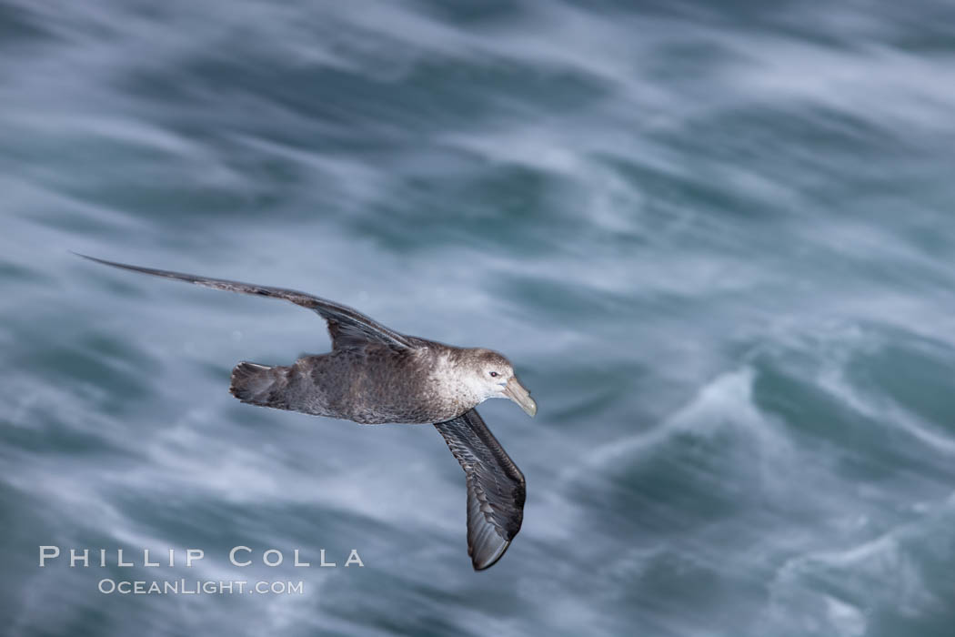 Southern giant petrel in flight at dusk, after sunset, as it soars over the open ocean in search of food. Falkland Islands, United Kingdom, Macronectes giganteus, natural history stock photograph, photo id 23680