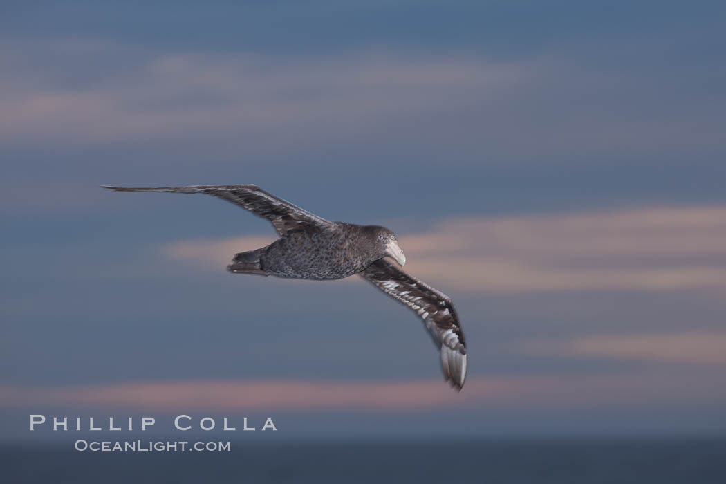 Southern giant petrel in flight at dusk, after sunset, as it soars over the open ocean in search of food. Falkland Islands, United Kingdom, Macronectes giganteus, natural history stock photograph, photo id 23692