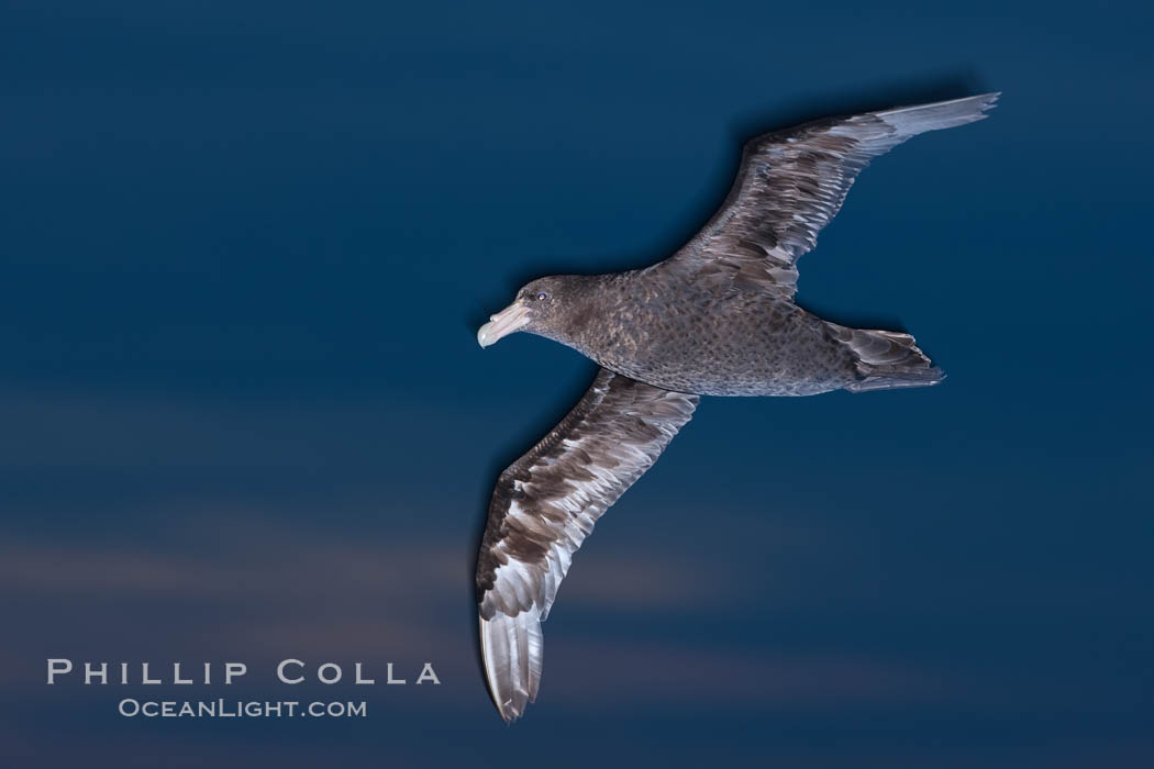 Southern giant petrel in flight at dusk, after sunset, as it soars over the open ocean in search of food. Falkland Islands, United Kingdom, Macronectes giganteus, natural history stock photograph, photo id 23700