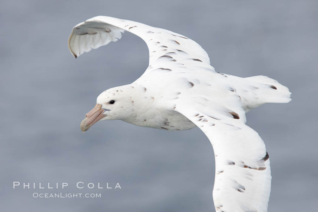 White nellie, the white morph of the southern giant petrel.  Southern giant petrel in flight. Falkland Islands, United Kingdom, Macronectes giganteus, natural history stock photograph, photo id 23707
