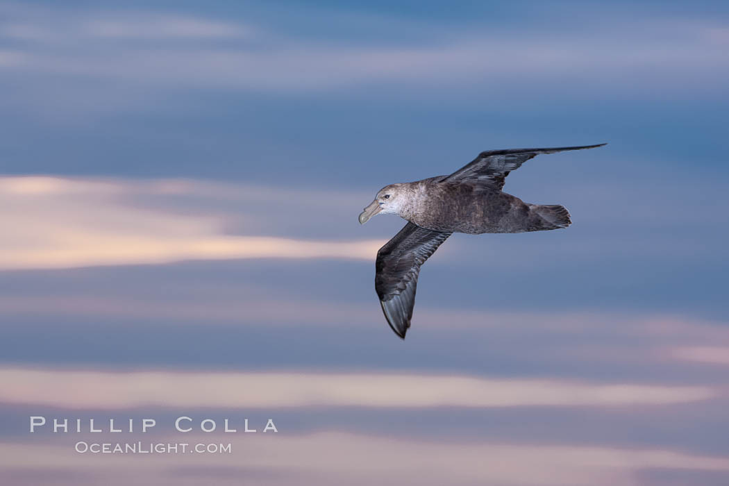 Southern giant petrel in flight at dusk, after sunset, as it soars over the open ocean in search of food. Falkland Islands, United Kingdom, Macronectes giganteus, natural history stock photograph, photo id 23685