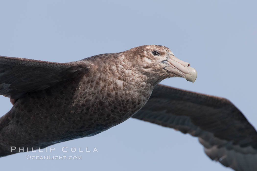 Southern giant petrel in flight.  The distinctive tube nose (naricorn), characteristic of species in the Procellariidae family (tube-snouts), is easily seen. Falkland Islands, United Kingdom, Macronectes giganteus, natural history stock photograph, photo id 23693