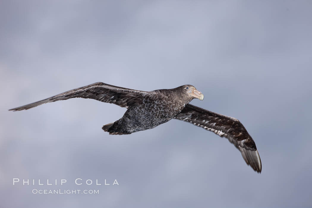 Southern giant petrel in flight.  The distinctive tube nose (naricorn), characteristic of species in the Procellariidae family (tube-snouts), is easily seen. Falkland Islands, United Kingdom, Macronectes giganteus, natural history stock photograph, photo id 23701