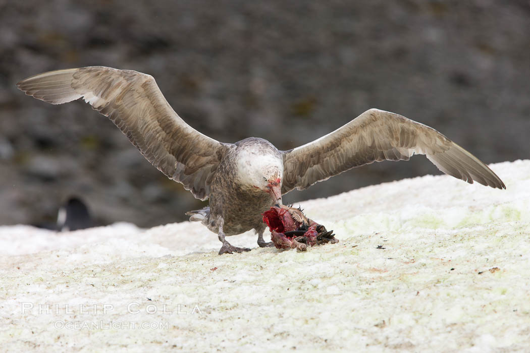 Southern giant petrel kills and eats an Adelie penguin chick, Shingle Cove. Coronation Island, South Orkney Islands, Southern Ocean, Macronectes giganteus, natural history stock photograph, photo id 25178