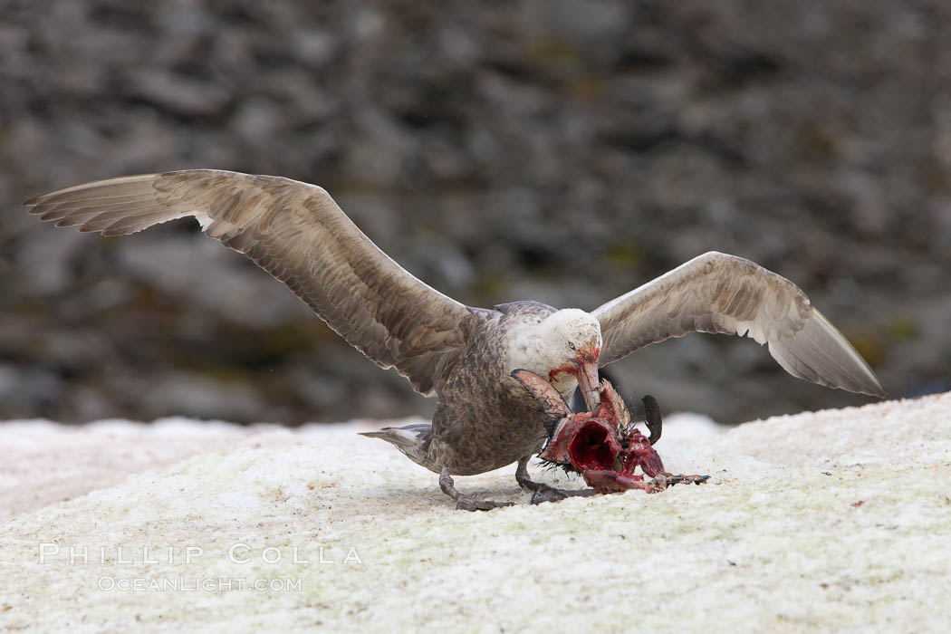 Southern giant petrel kills and eats an Adelie penguin chick, Shingle Cove. Coronation Island, South Orkney Islands, Southern Ocean, Macronectes giganteus, natural history stock photograph, photo id 25027